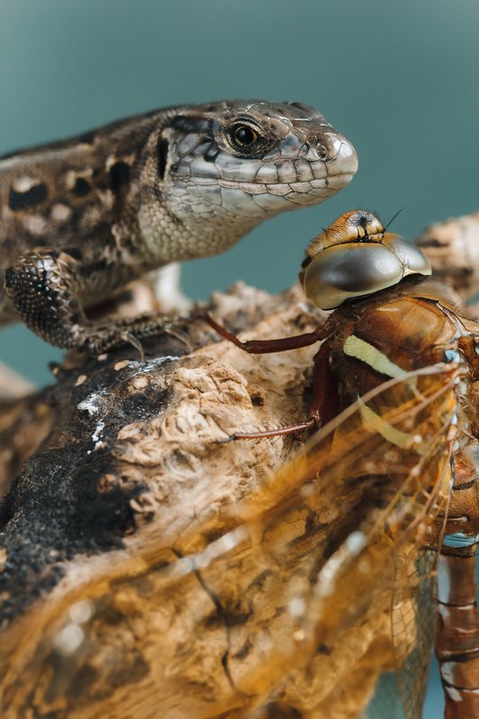 ящерица, стрекоза, животные, макро Давай знакомиться! фото превью