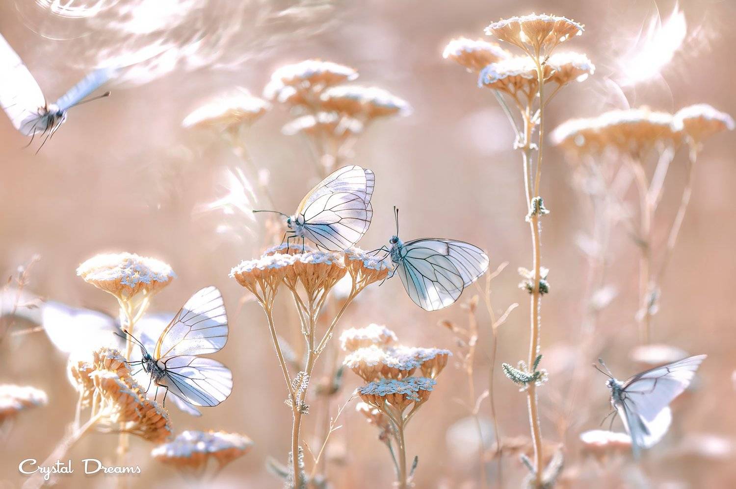crystal dreams, macro, summer, color, art, nature, butterfly, Татьяна Крылова
