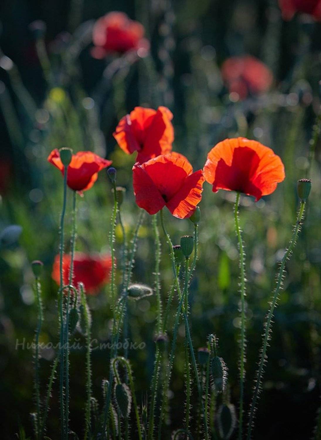 маки, Николай Стюбко