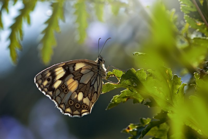бабочка,лист,трава,солнце,крылья,свет,блик,цветок *** фото превью
