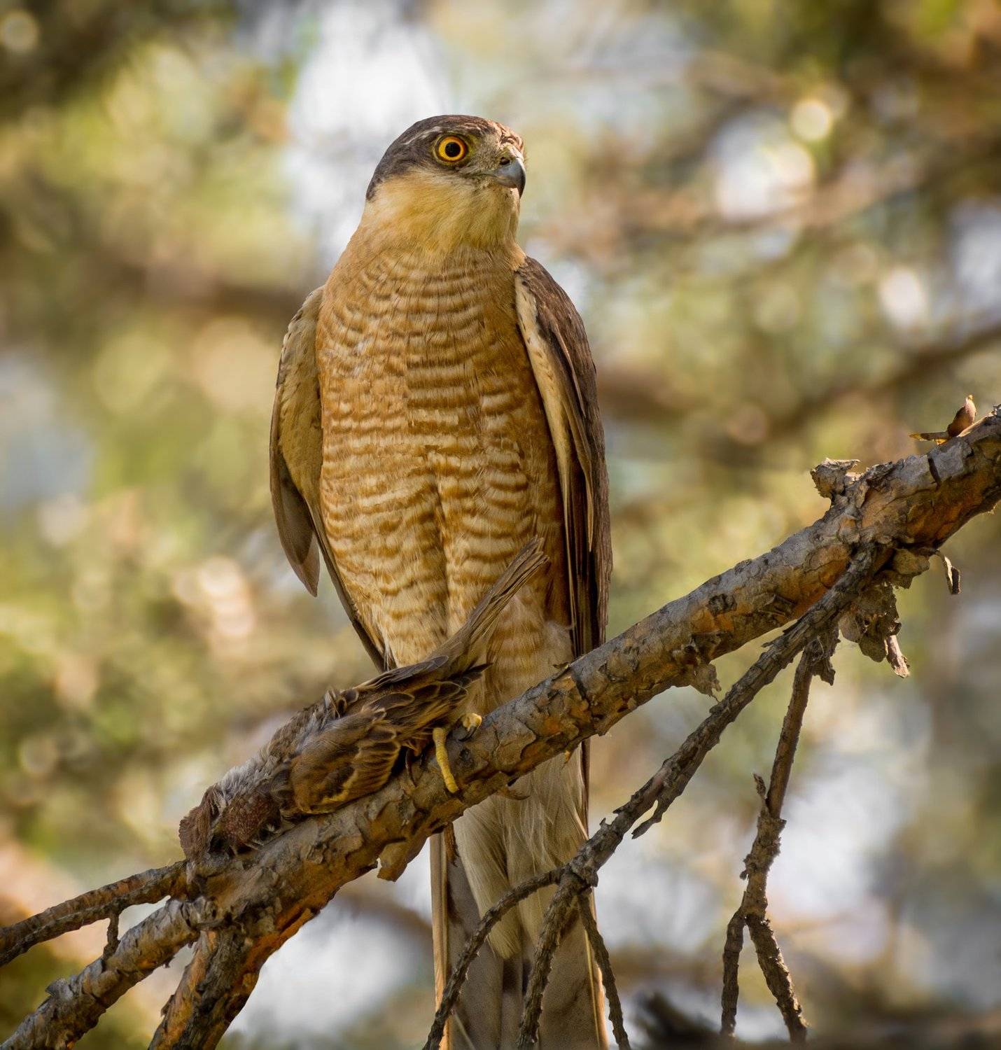 хищная птица, ястреб перепелятник, охотник,, Марина Мочалова