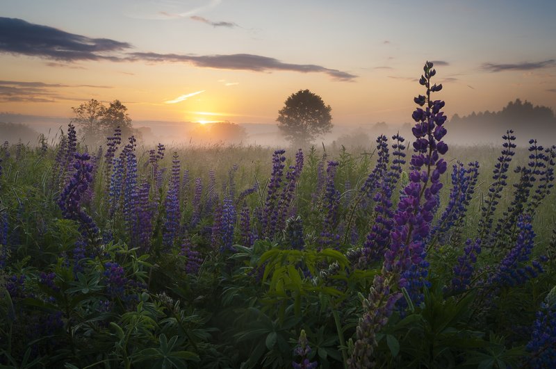 лето, пейзаж, рассвет, природа, утро, туман Люпиновый рассвет фото превью