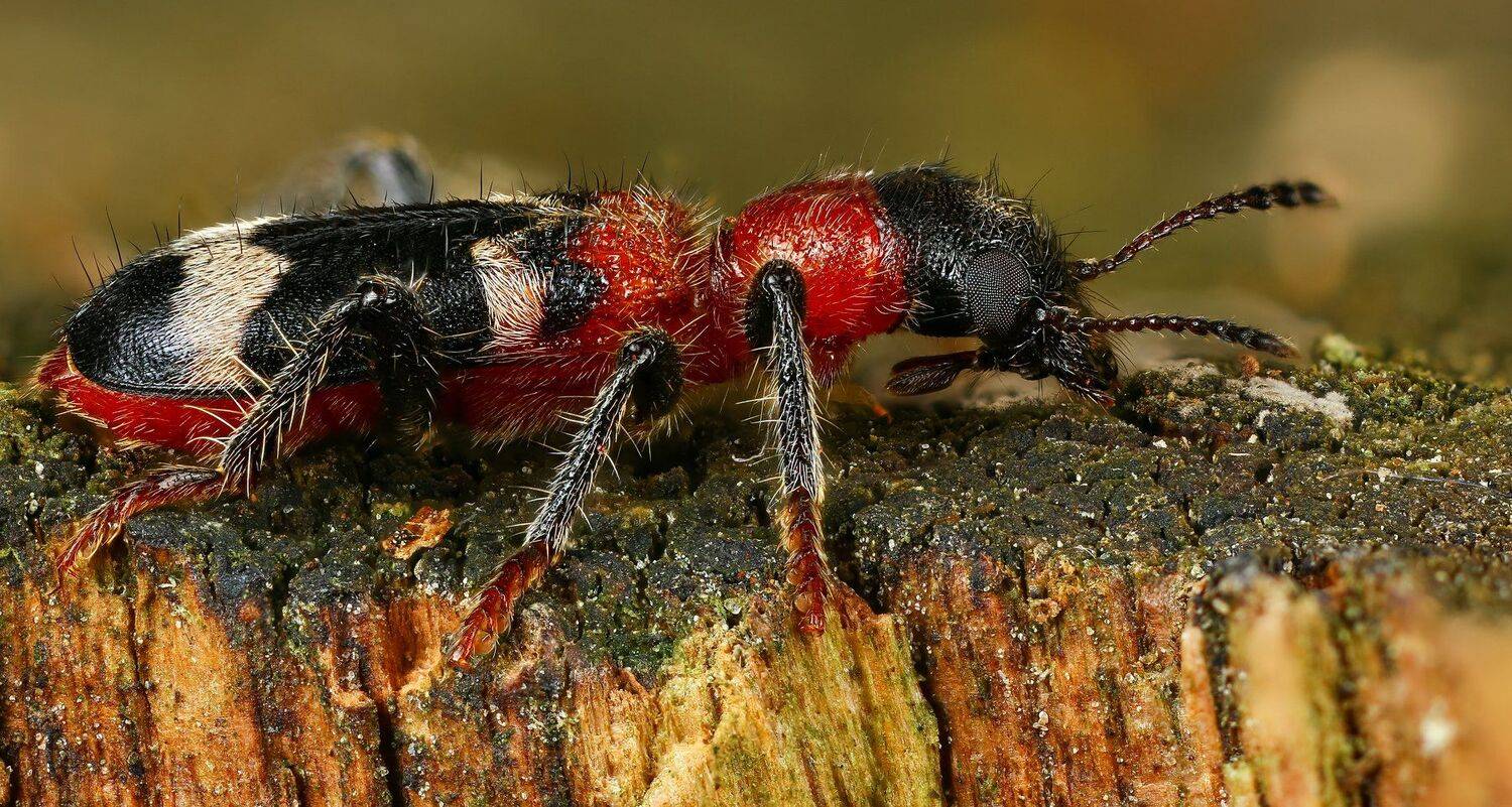 жук,макро,природа,усы,цвет,глаза,красный,черный, Андрей Шаповалов