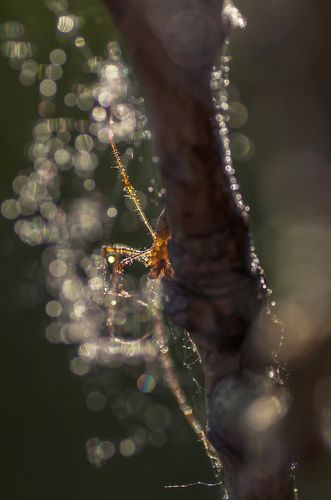 Золотой паучок
