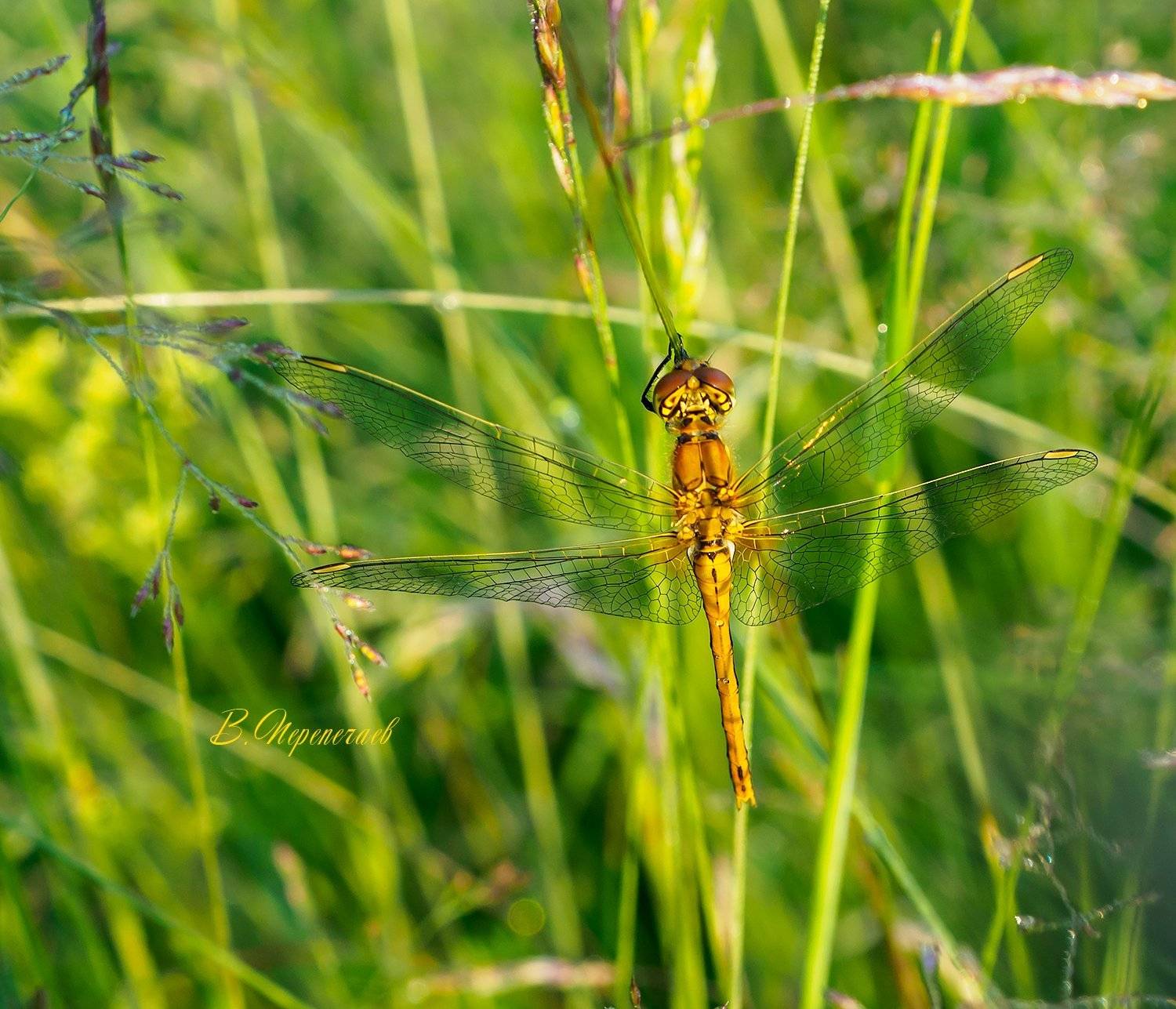 , Владимир Перепечаев