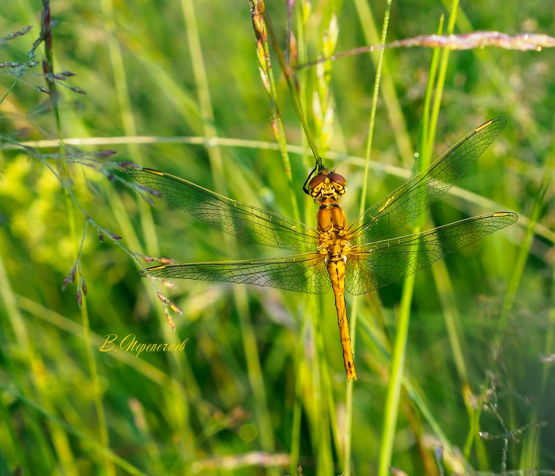 *** фото превью