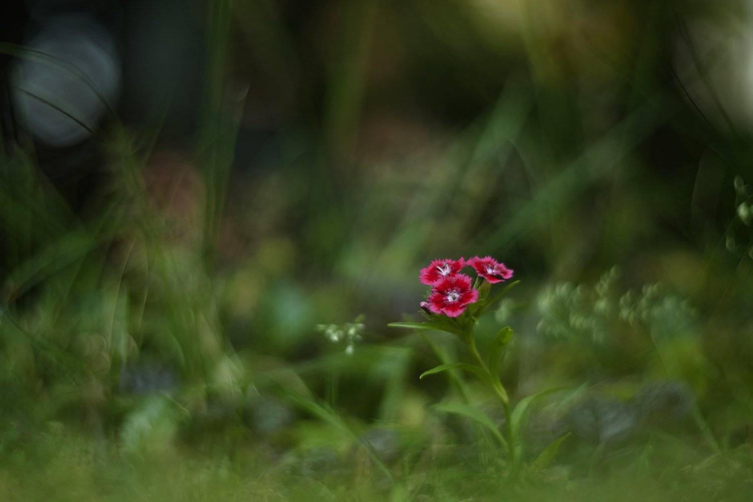 , Эдуард Колобошников