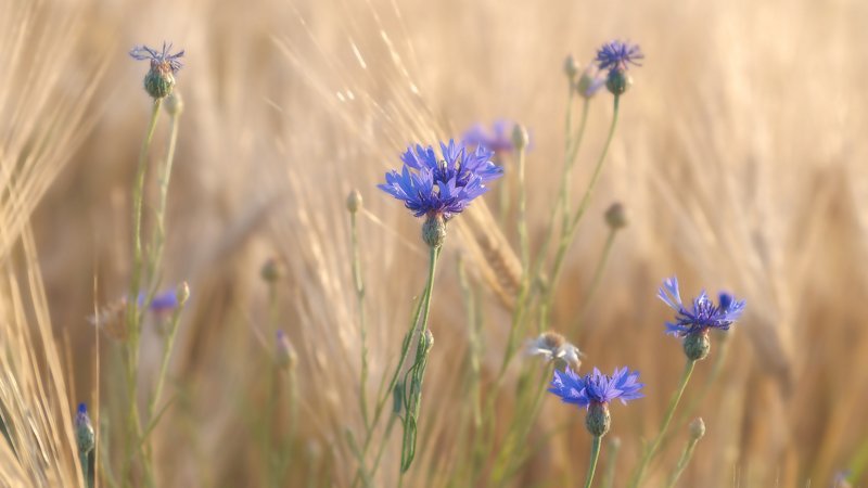 Васильки фото превью