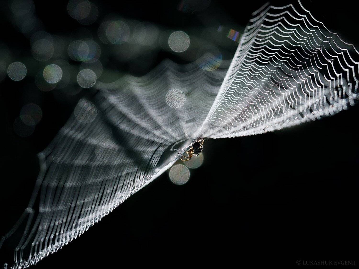 , Евгений Лукашук