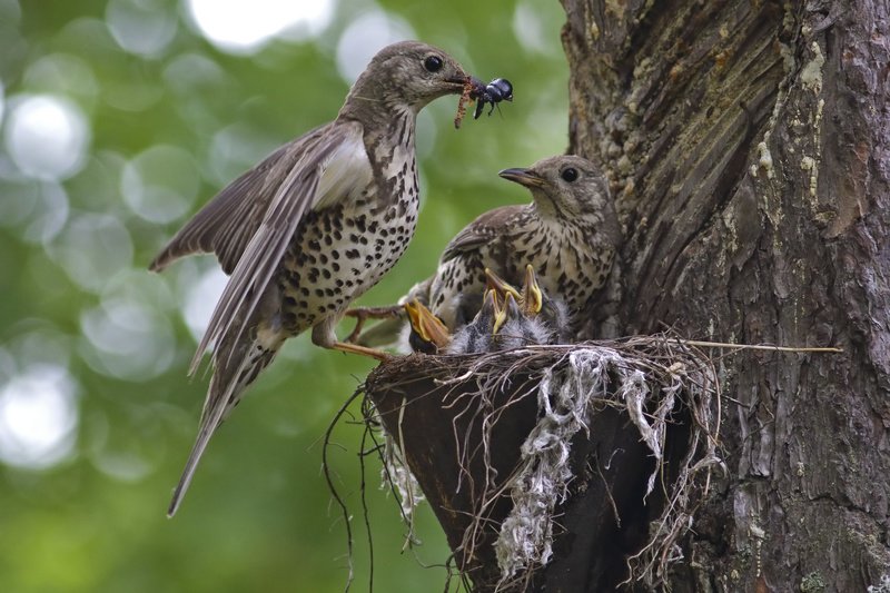 Д.Д. фото превью