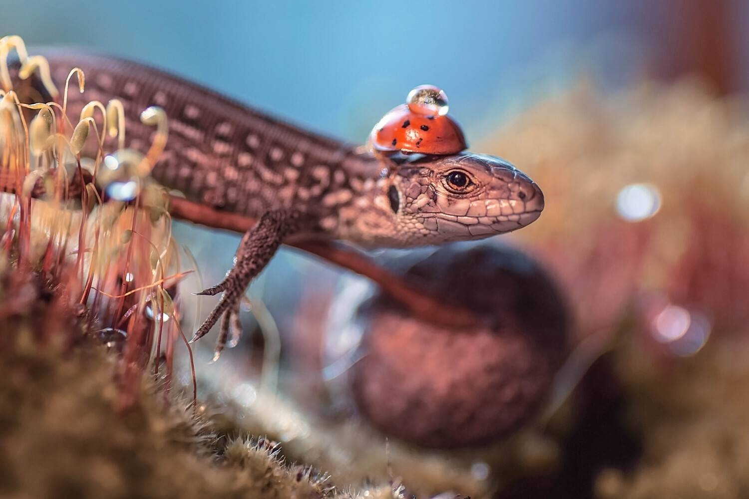 , Лапшина Владлена