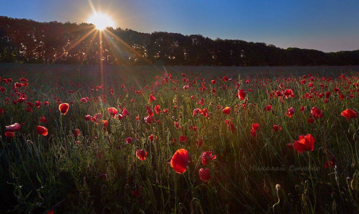 , Николай Стюбко