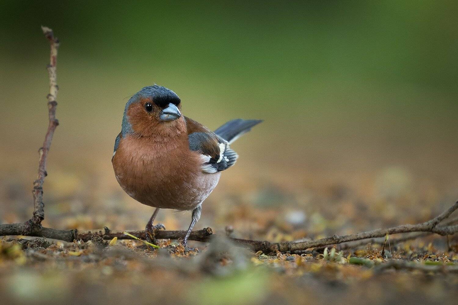, Robert Adamec