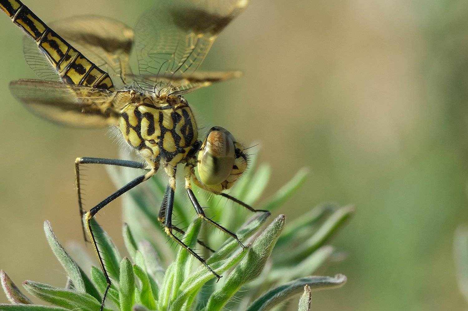 macro, vladimir algazin