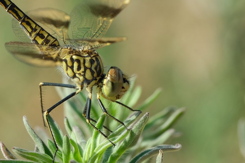 macro *** фото превью