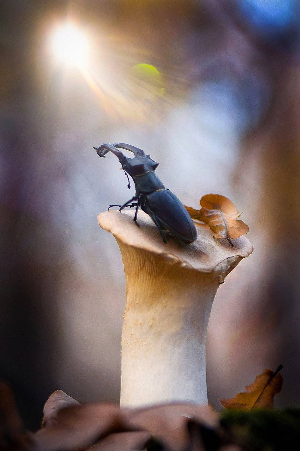 макро, макро фото, жук-олень, жуки, насекомые, вчувствование, макро истории, насекомые,, Виктория Быканова