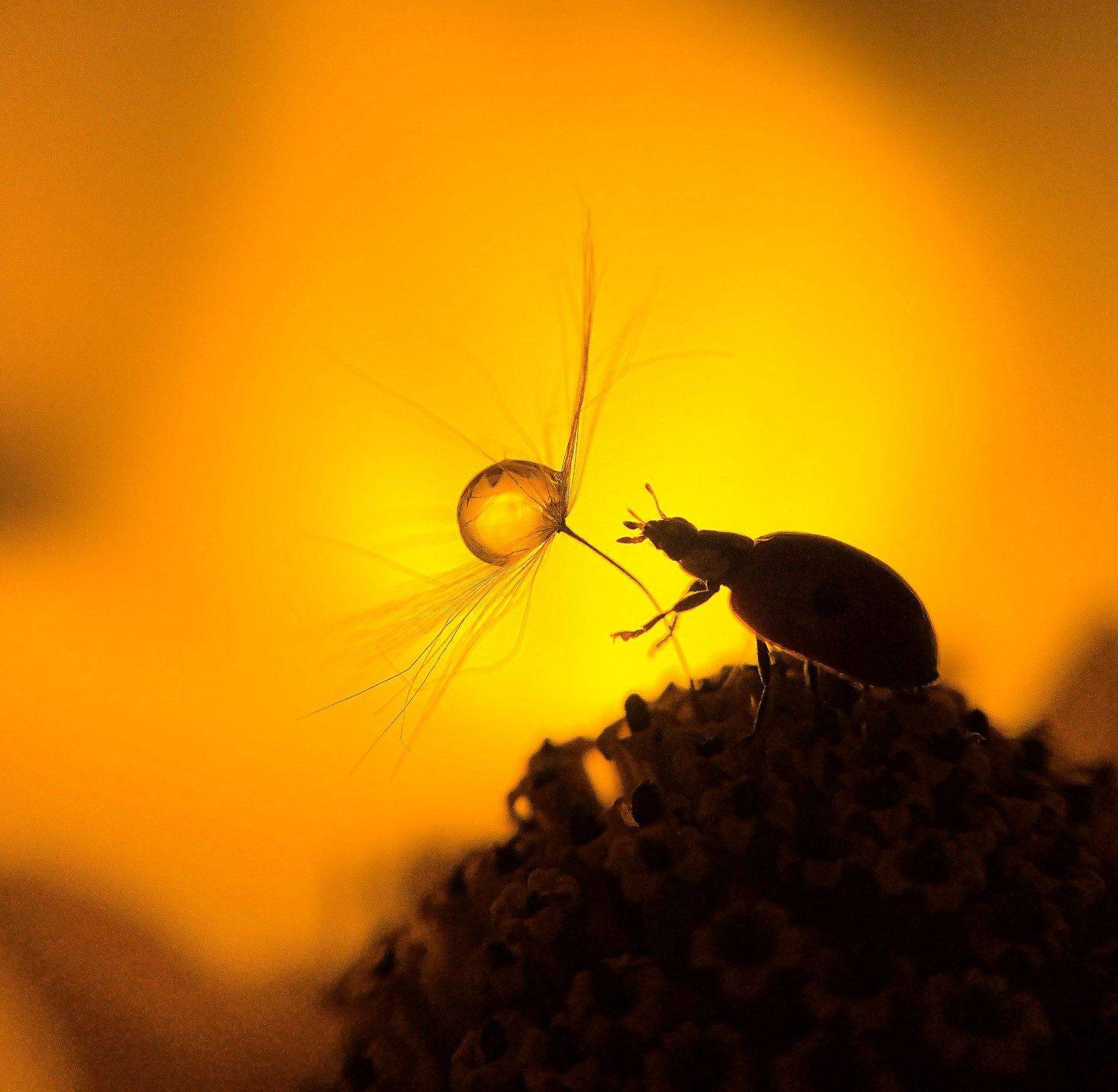 , Вероника Денисова