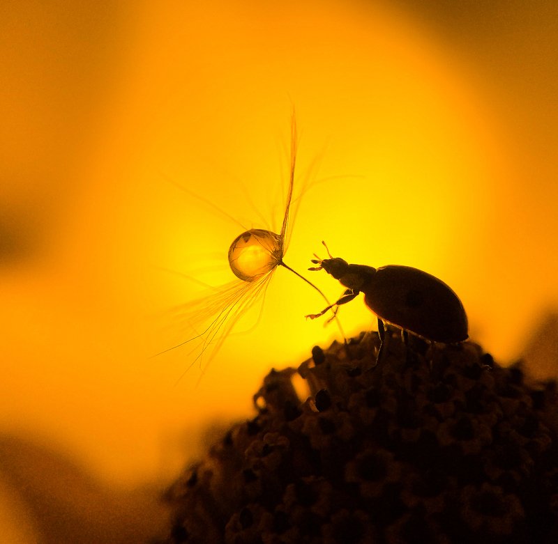 Sunset фото превью