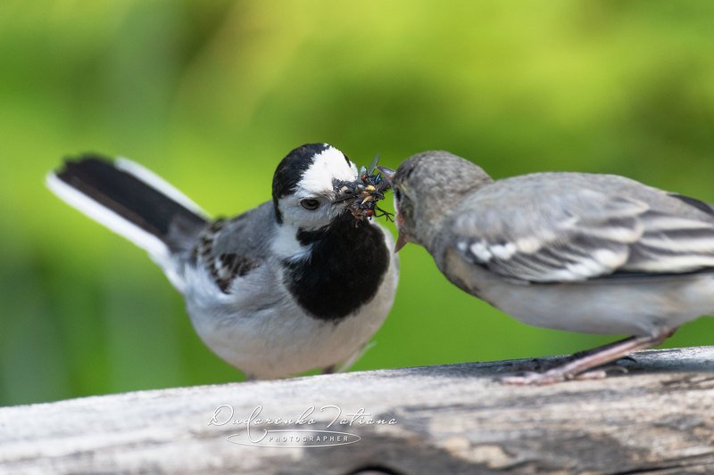 birdswatching, птицы. Червячок за папу, муху за маму... фото превью