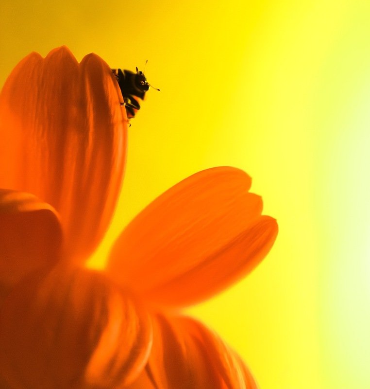 Hello фото превью