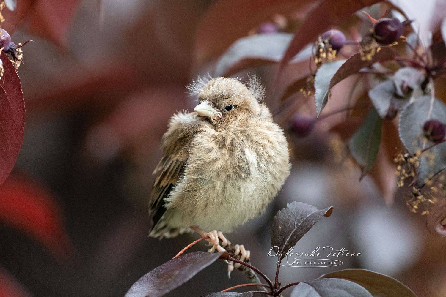 birdswatching, птицы., Татьяна Дударенко