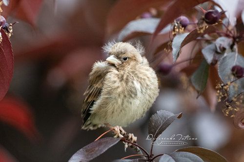 Когда стилисты на карантине.