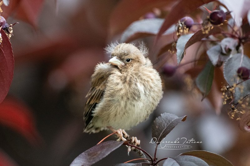 birdswatching, птицы. Когда стилисты на карантине. фото превью