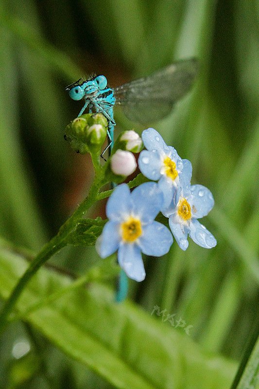 животные насекомые стрекоза цветы незабудка Всем привет! фото превью