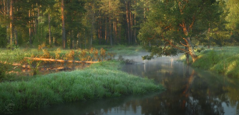 утро, река, туман, сосны Летнее утро фото превью