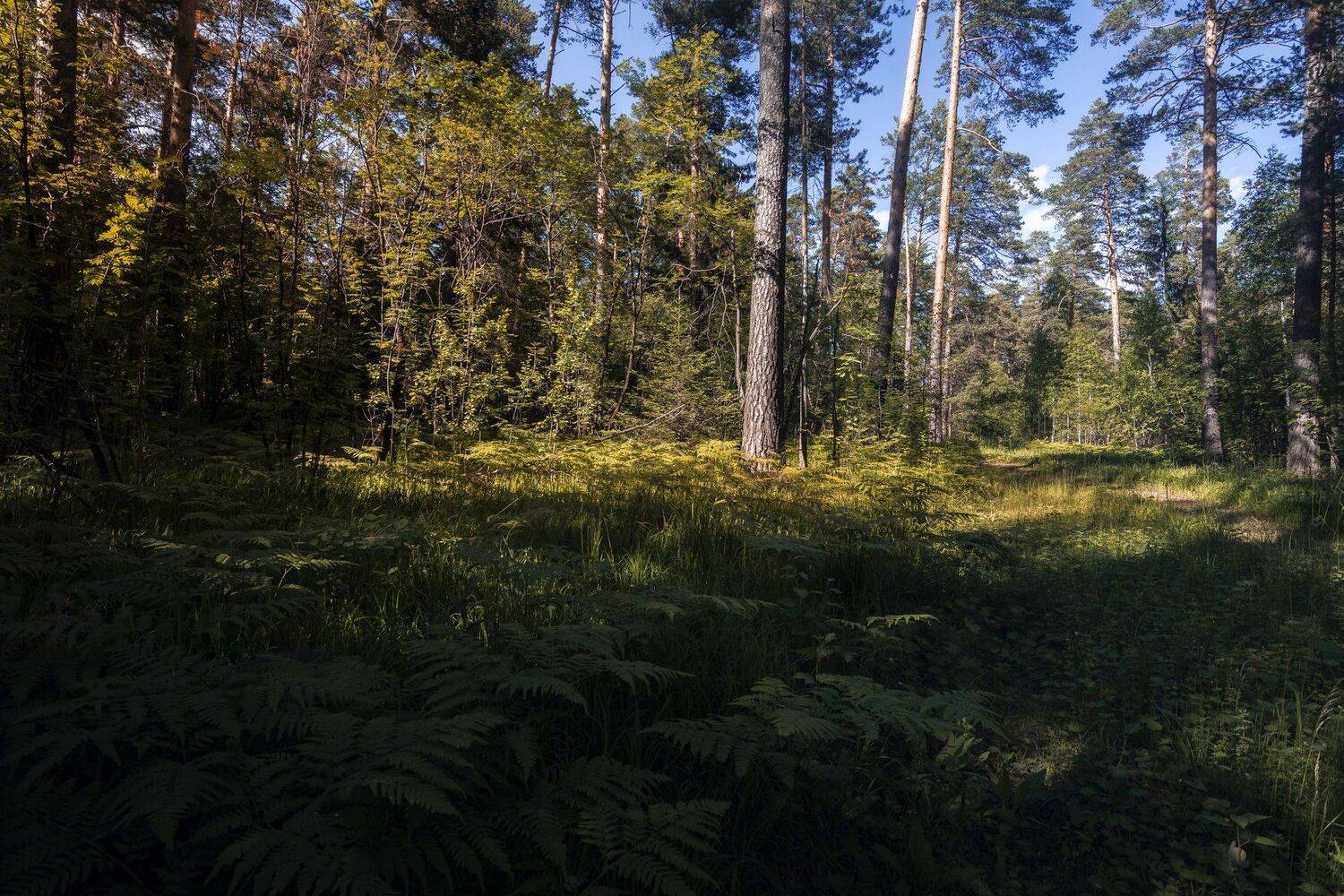 , Андрей Шарапов