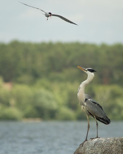 Конфликтная ситуация