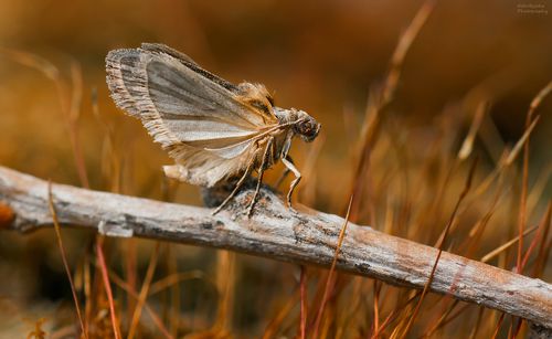 неизвестная моль
