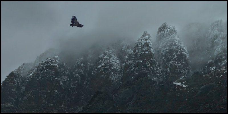 Белоголовый сип, Долина приведений, Крым Хозяин ущелья фото превью