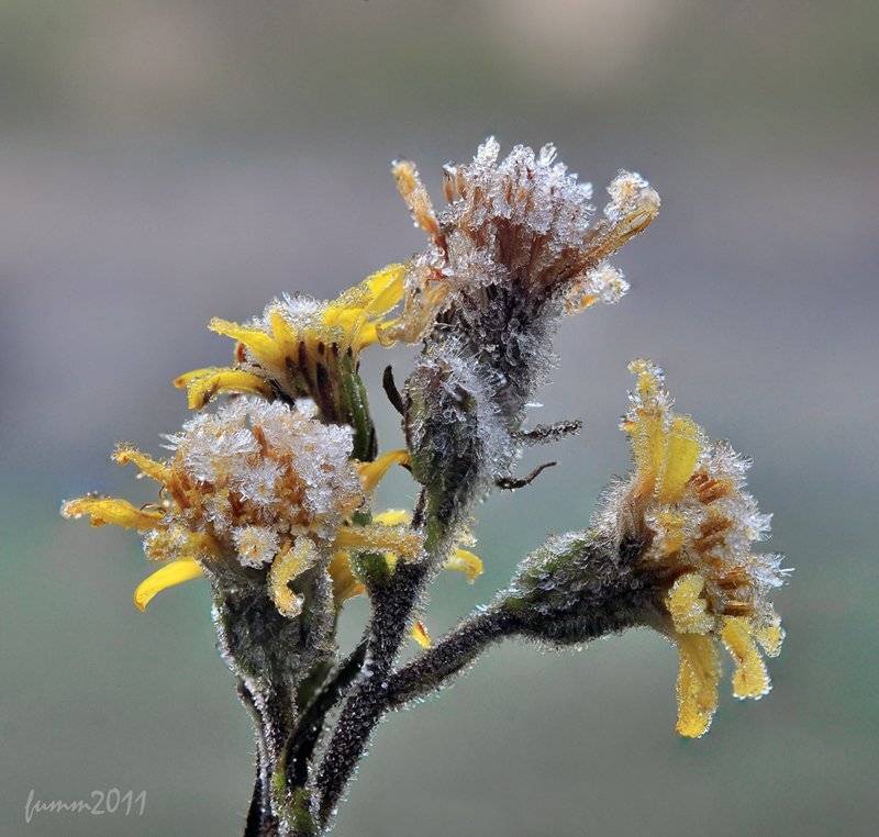 , Игорь ФУММ