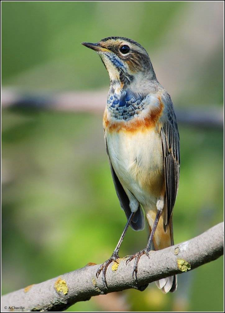 варакушка,по,стойке,смирно, Александр Чувилин