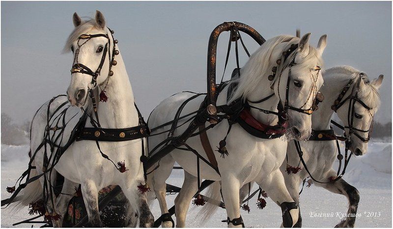 тройка, кулешов евгений, евгений кулешов, чемпионат русская тройка, ипподром, зима, лошади, кони, Ямщик, не гони лошадей.... фото превью