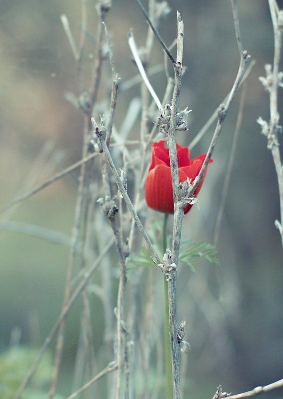 Одиночество. фото превью