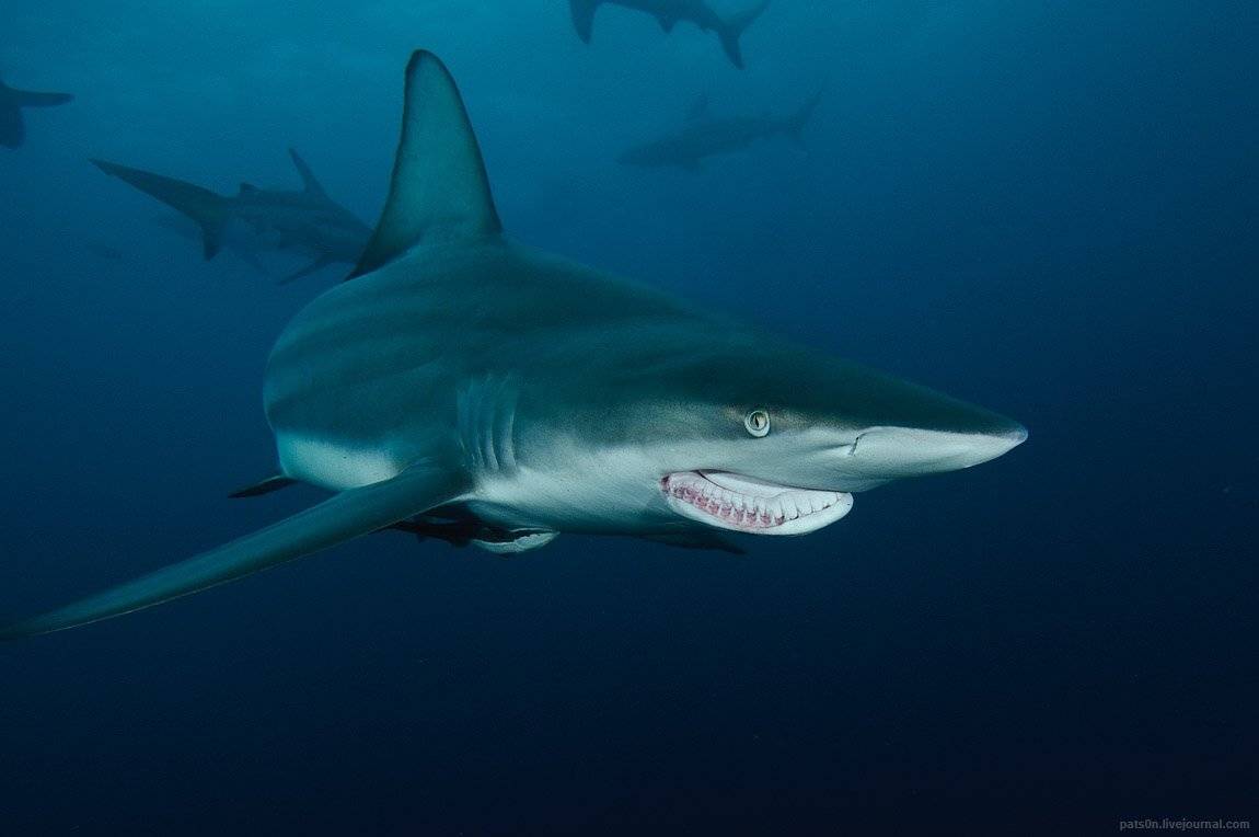 , Александр Сафонов