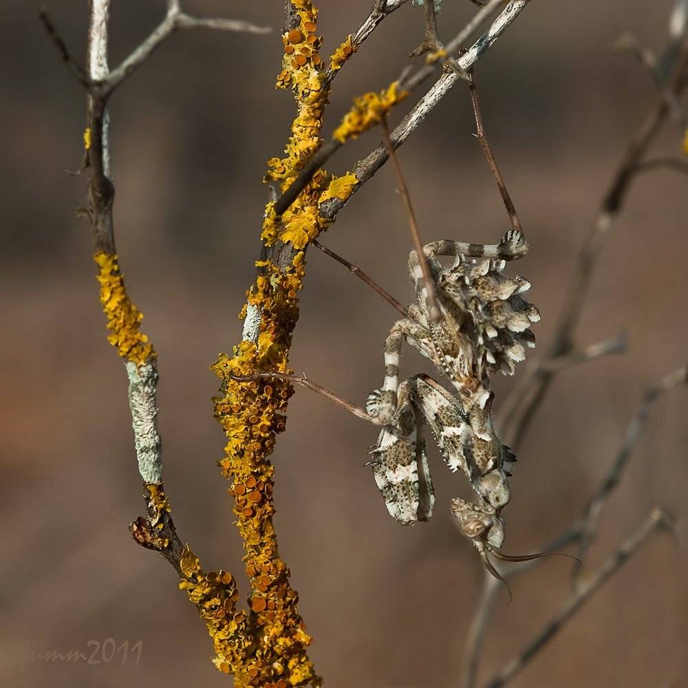 , Игорь ФУММ