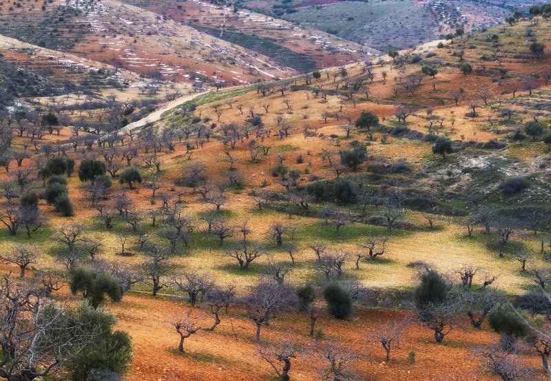 Фисташковый рай. фото превью