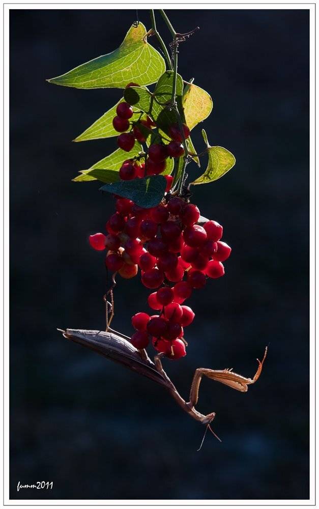 , Игорь ФУММ