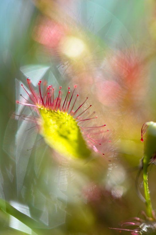 макро, растения, природа, цветы, wildlife, plant, macro росянка, хищник, капли, абстракция Колейдоскоп фото превью