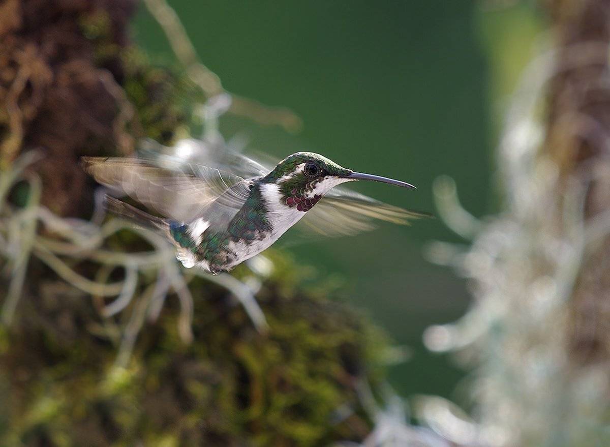 колибри, trochilidae, птицы,  chaetocercus mulsant   white-bellied woodstar, острохвостый эльф, Sergey Volkov
