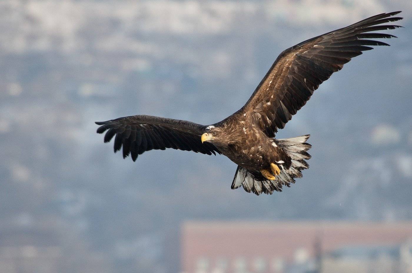 орлан, белохвостый, полет, владивосток, Евгений Слободской