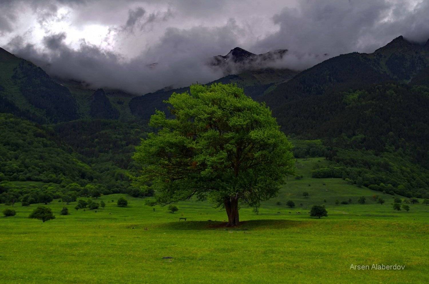 , Арсен Алабердов