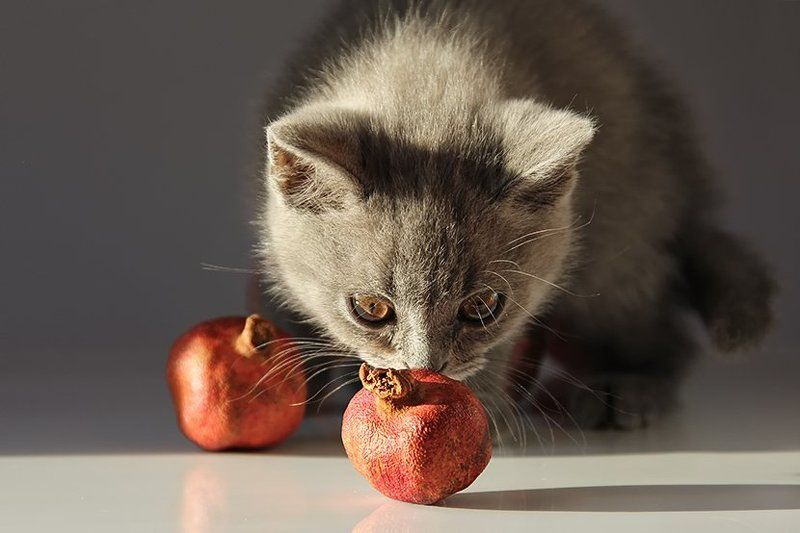 Любопытство фото превью