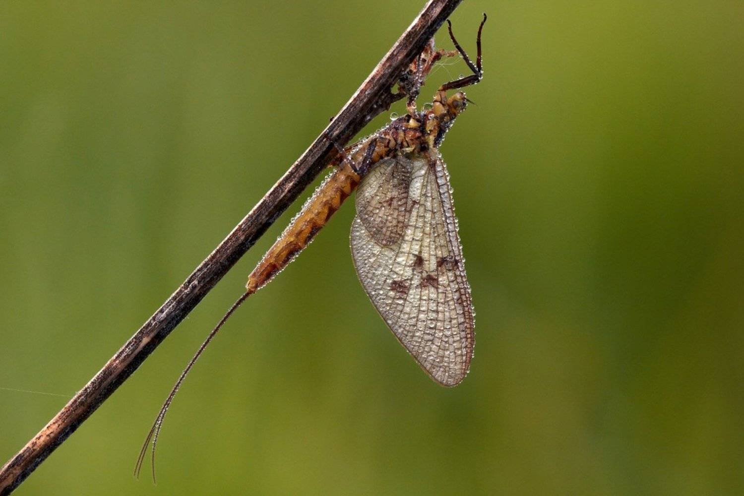 2012, украина, сумская область, кролевец, макро, подёнка, роса, Денис Лукьяненко