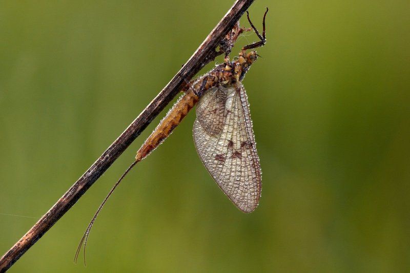 2012, украина, сумская область, кролевец, макро, подёнка, роса Подёнка фото превью