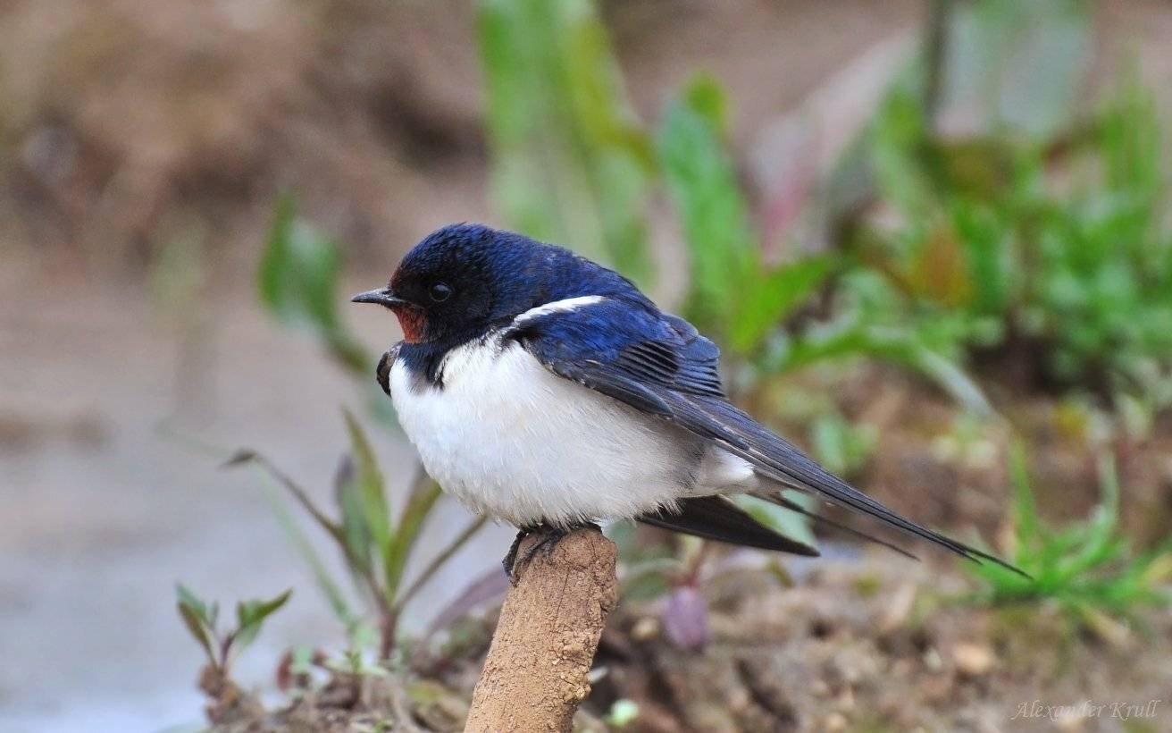ласточка, Александр Круль