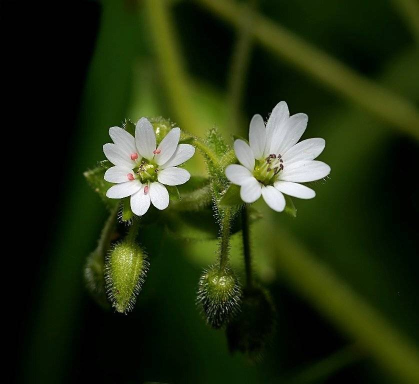 , Игорь ФУММ